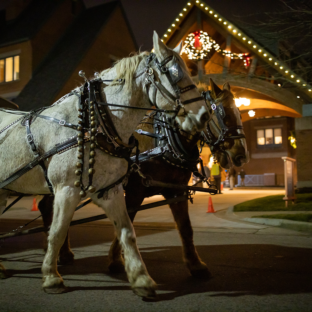 Horses pulling the carriage